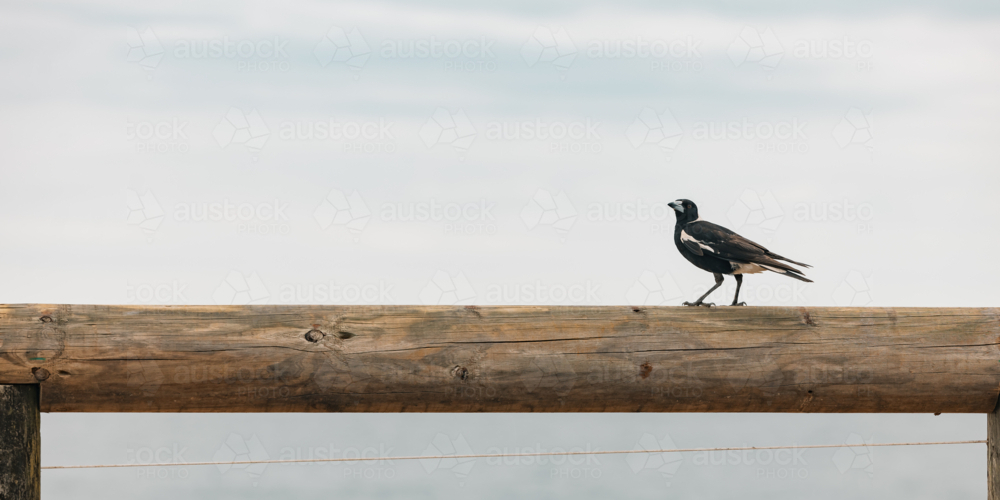Magpie standing on barrier fence overlooking the ocean - Australian Stock Image