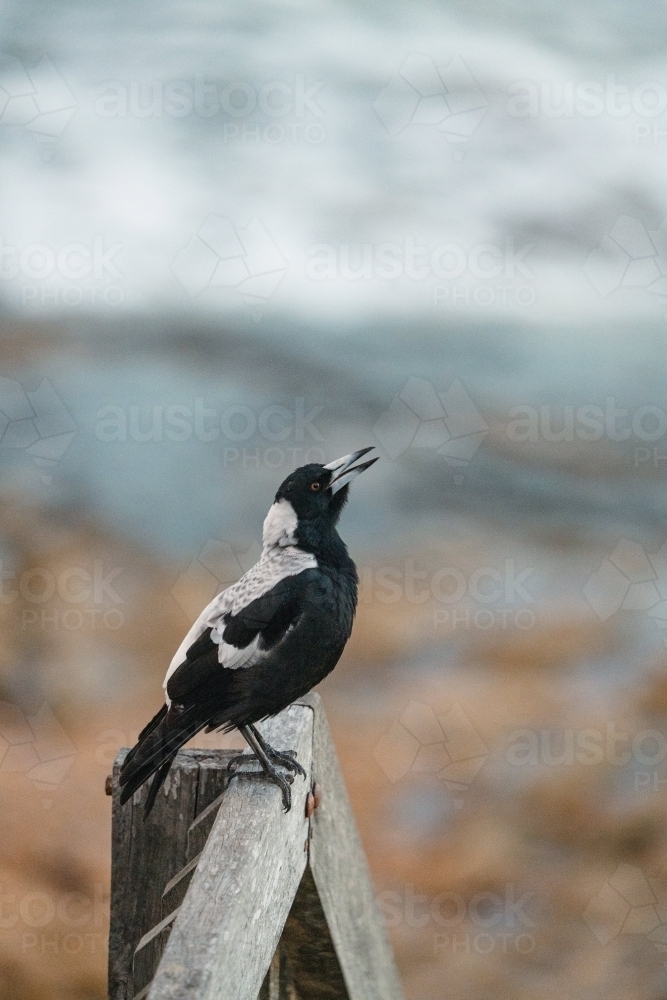Image of Magpie Warble Austockphoto Image of Magpie Warble Austockphoto