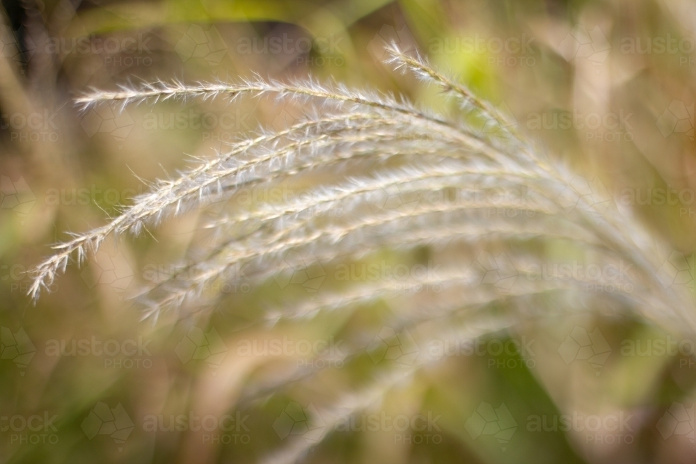 maiden grass seed head - Australian Stock Image