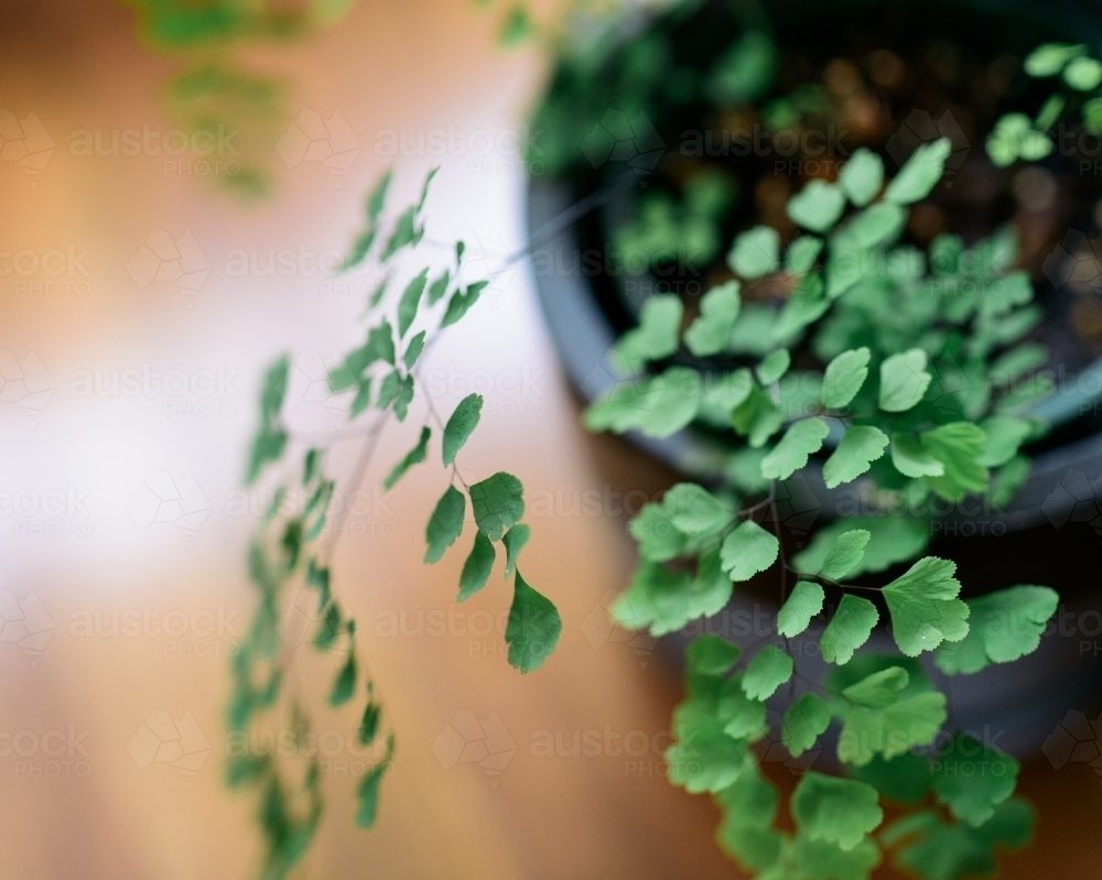 Maidenhair fern leaves in focus over a wooden floor - Australian Stock Image