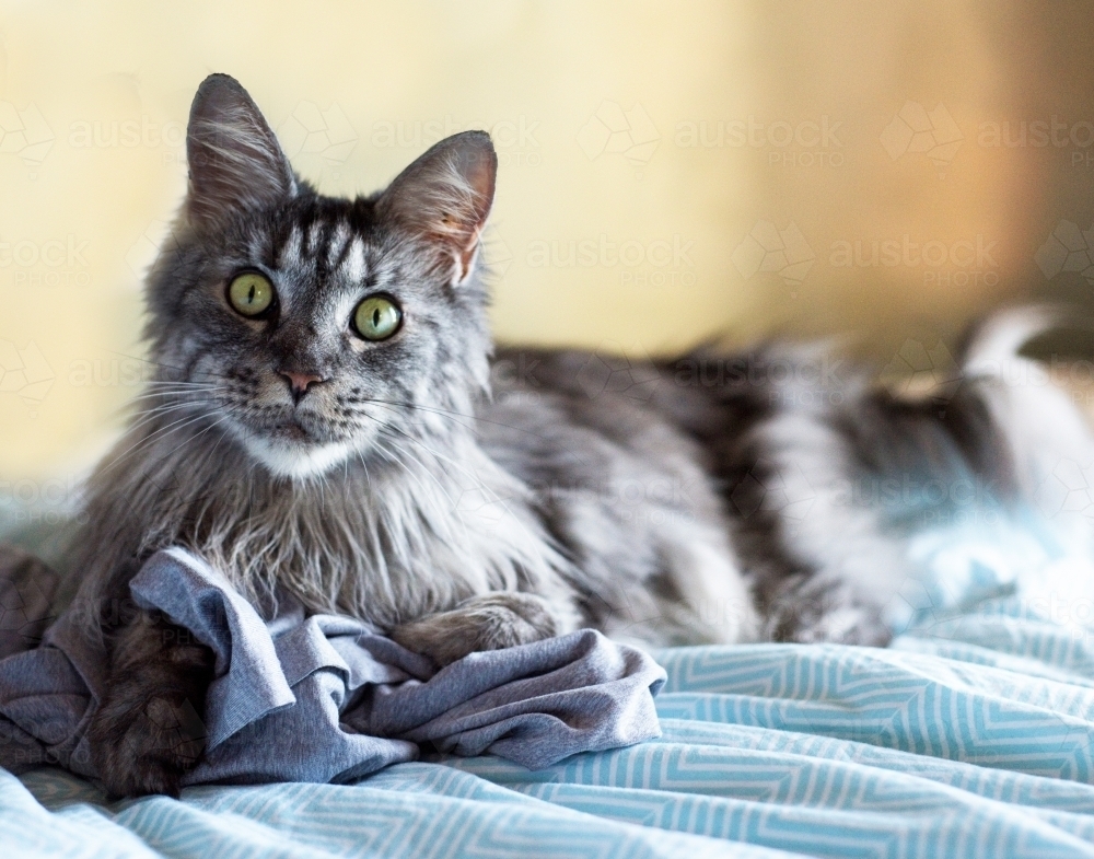 Maine coon cat showing a shocked surprised look to the camera. - Australian Stock Image