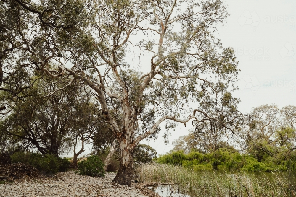 Majestic eucalyptus gum tree in the bush on Australian creek bed - Australian Stock Image