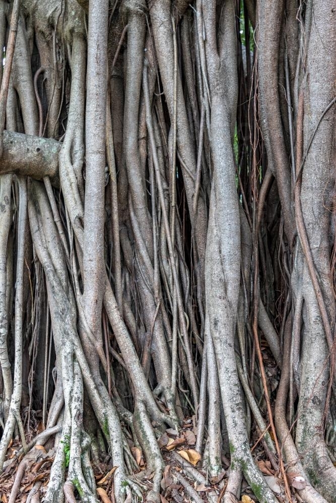 Majestic Fig - Australian Stock Image
