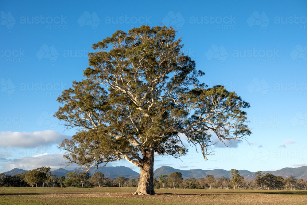 Majestic gum tree standing alone in a rural paddock with mountain backdrop - Australian Stock Image
