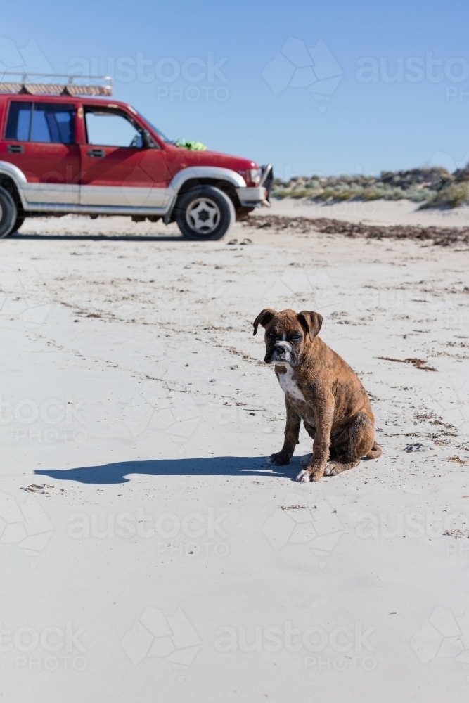 Male Boxer puppy on the beach with a 4WD in the background - Australian Stock Image