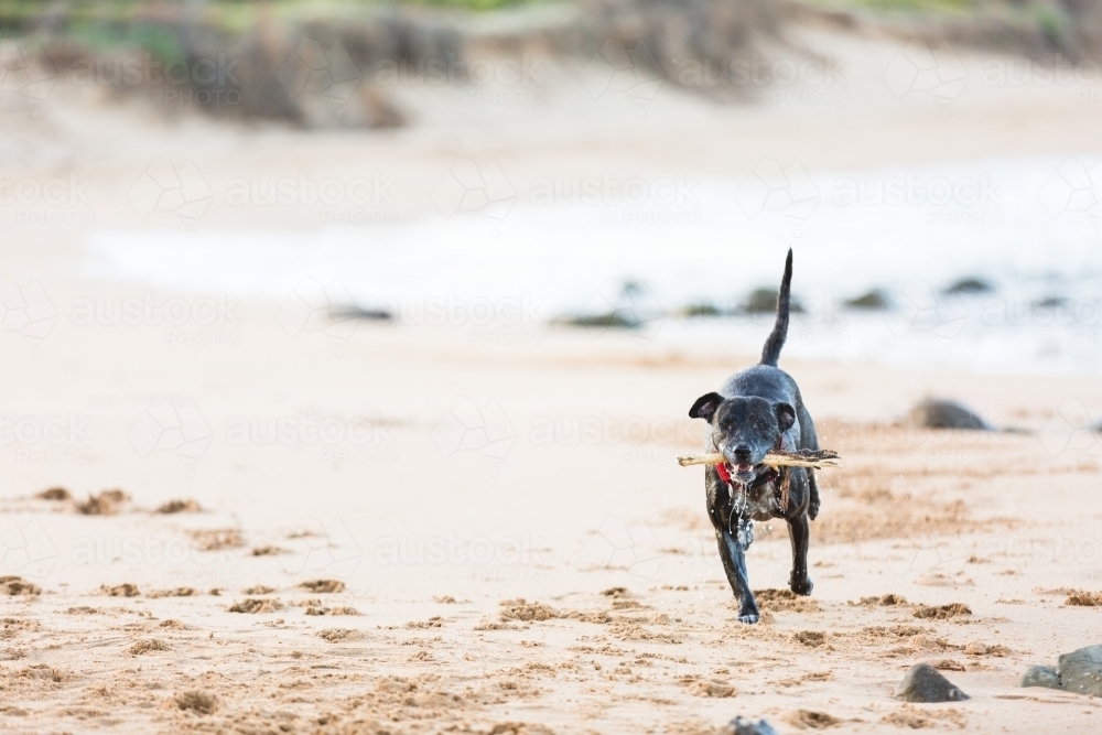 Male dog with stick on beach - Australian Stock Image