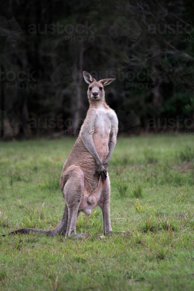 Male Eastern Grey kangaroo standing on hind legs with ears pricked - Australian Stock Image