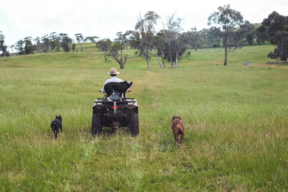 Male farmer on a quad bike riding through paddock with dogs - Australian Stock Image