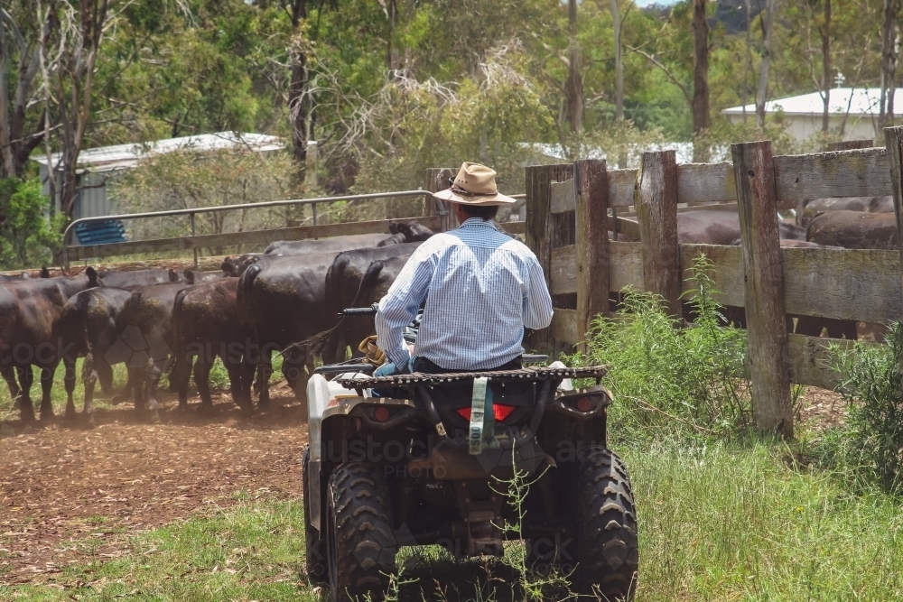 Male farmer on quad bike mustering cattle towards the gate of a cattle yard - Australian Stock Image