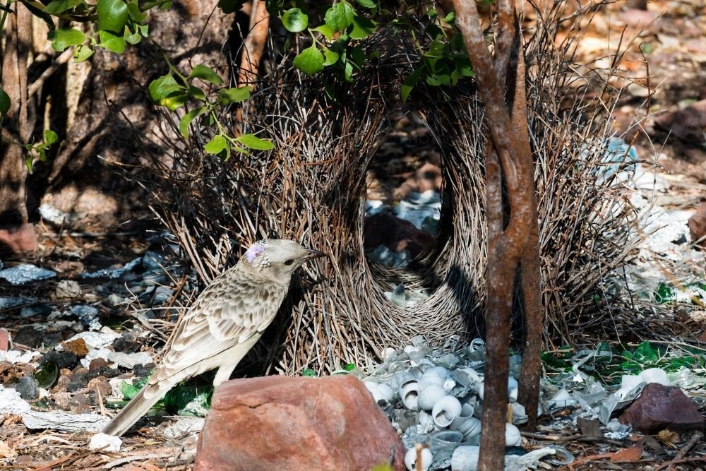 Male Great Bower Bird at bower waiting for female - Australian Stock Image