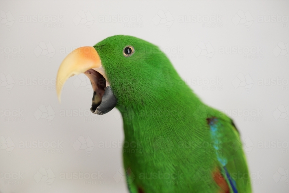 Male green Australian ecletus parrot yawning - Australian Stock Image