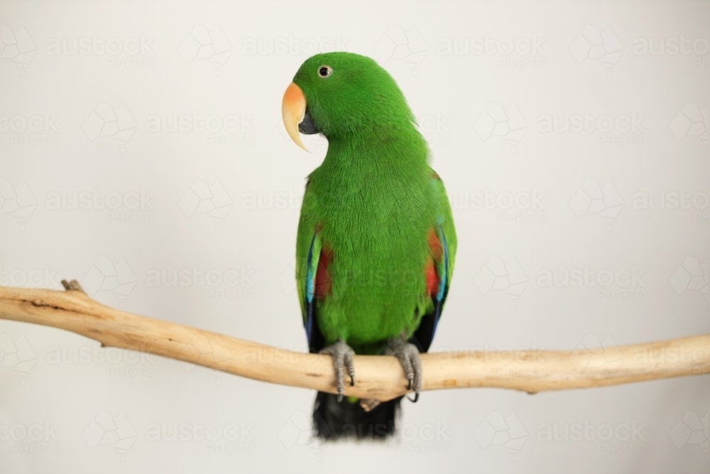 Male green ecletus parrot sitting on a branch - Australian Stock Image