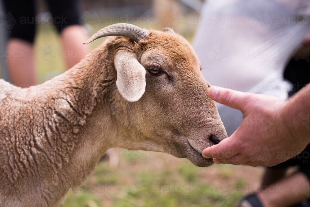 Male hand being sniffed by goat on green farm with people in background - Australian Stock Image