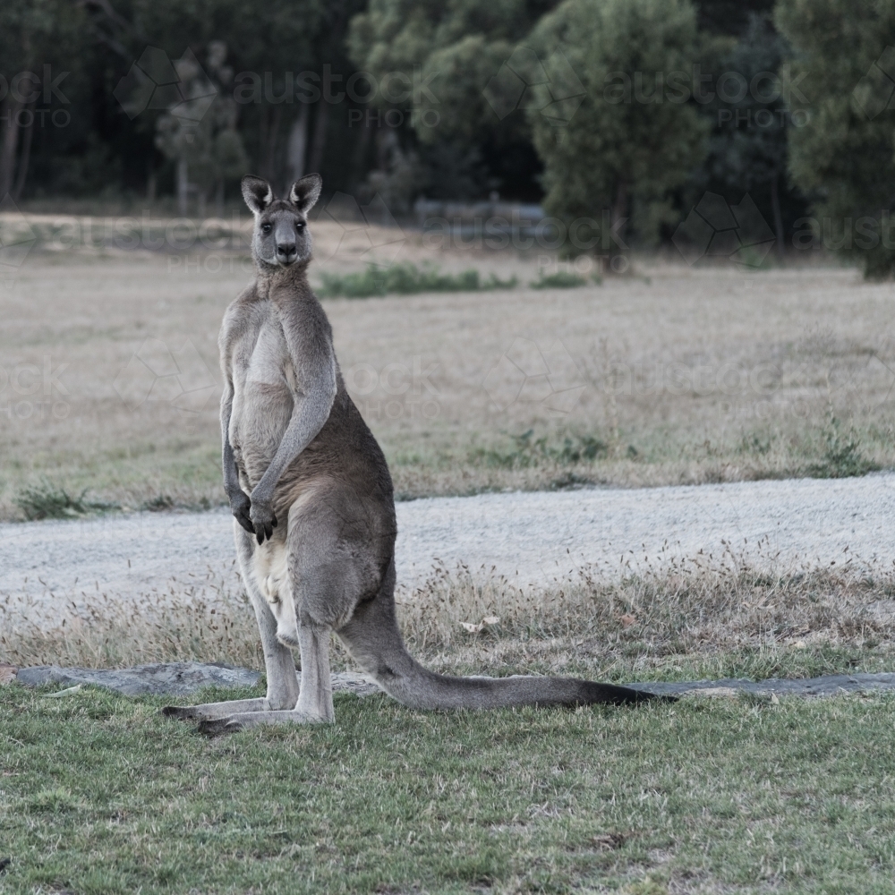 Male kangaroo standing tall - Australian Stock Image