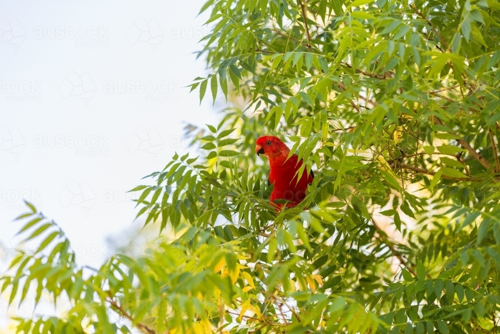 Male king parrot native Australian bird in deciduous tree in summer - Australian Stock Image