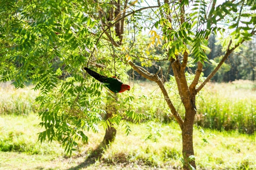 Male king parrot native Australian bird in tree eating seeds - Australian Stock Image