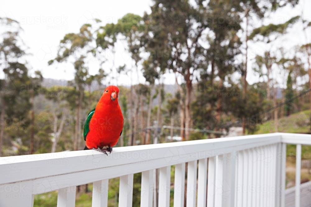 Male King Parrot on white balcony rail - Australian Stock Image