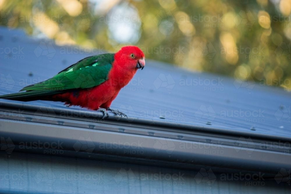 Male King Parrot sitting on the gutter of a corrugated tin roof - Australian Stock Image