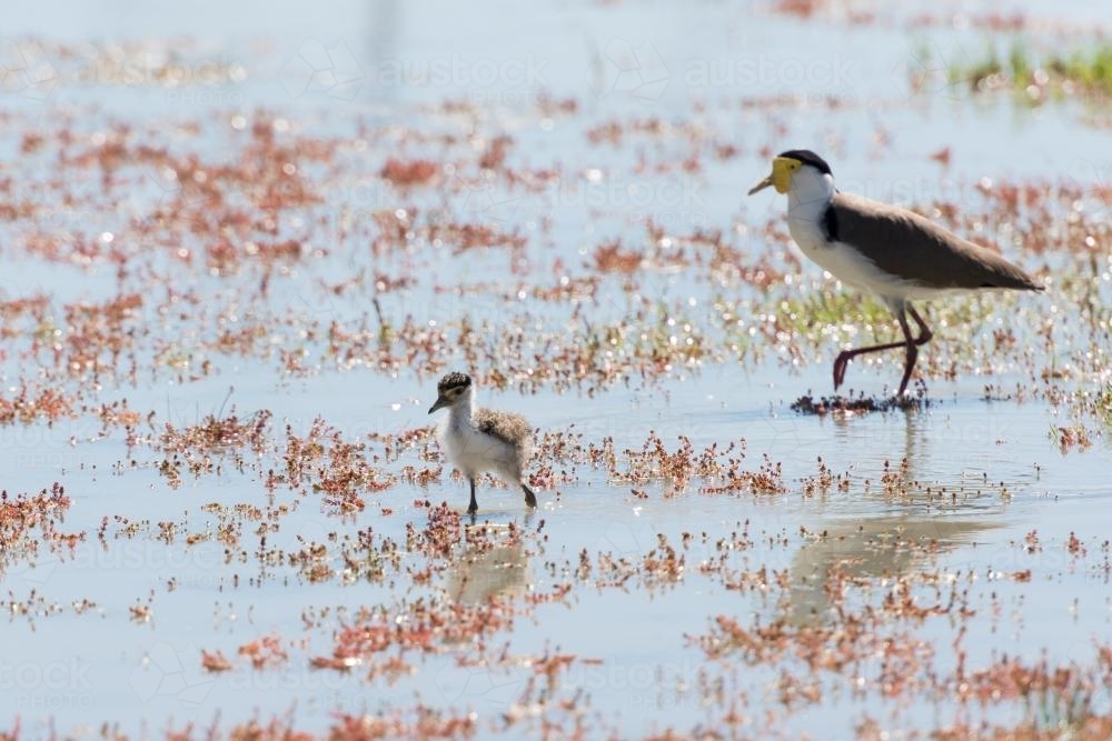 Male Masked Lapwing and chick in Wetlands - Australian Stock Image
