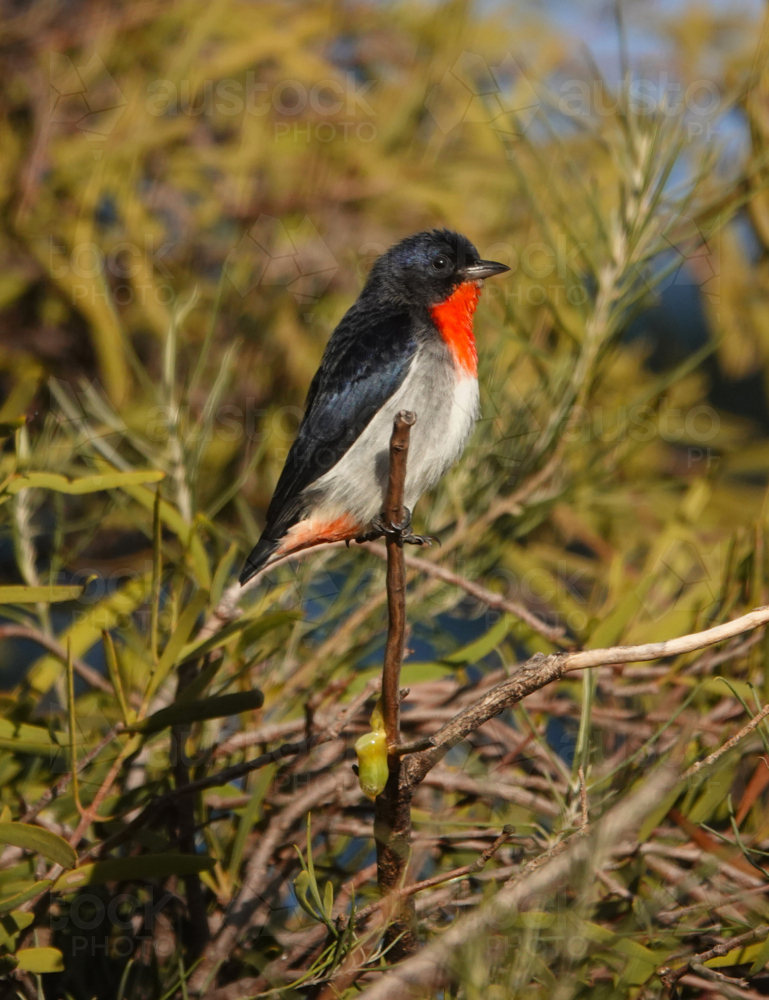 Male Mistletoe Bird perched amongst mistletoe - Australian Stock Image
