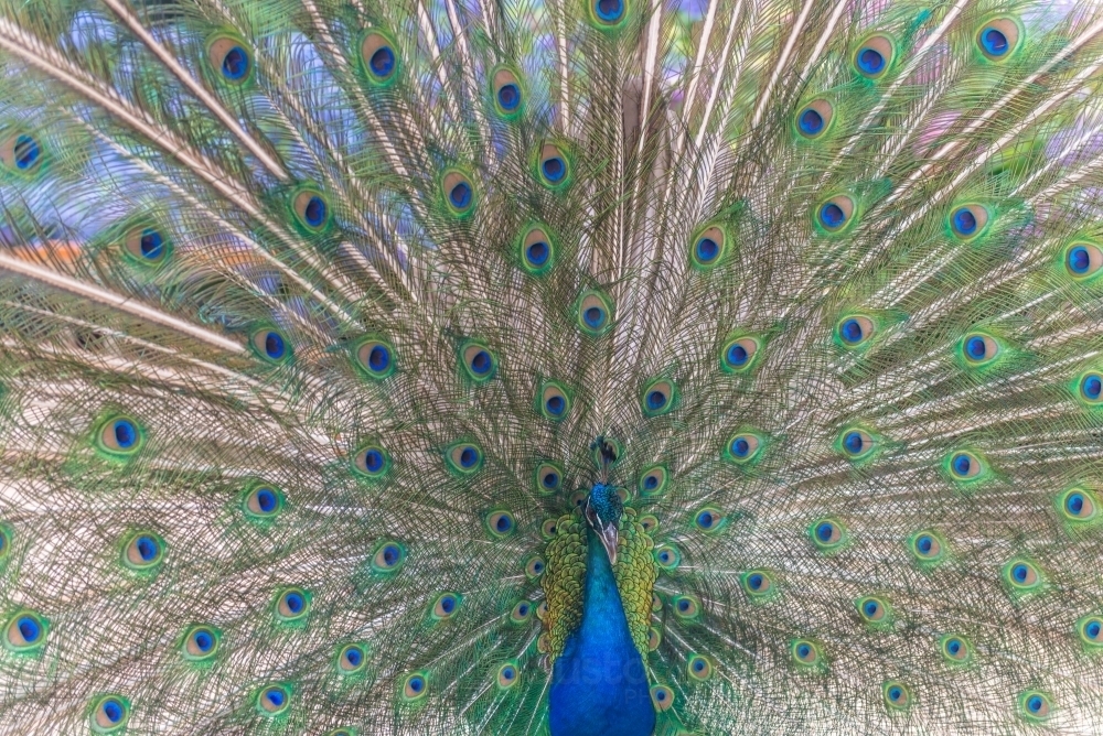 Male Peacock - Australian Stock Image