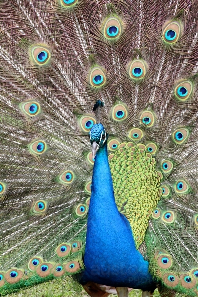 Male peacock on display - Australian Stock Image