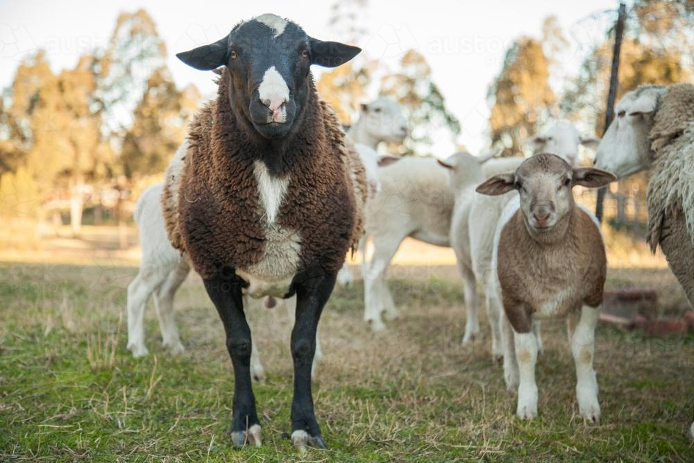 Male ram and lamb standing together in the shade on tiny farm - Australian Stock Image