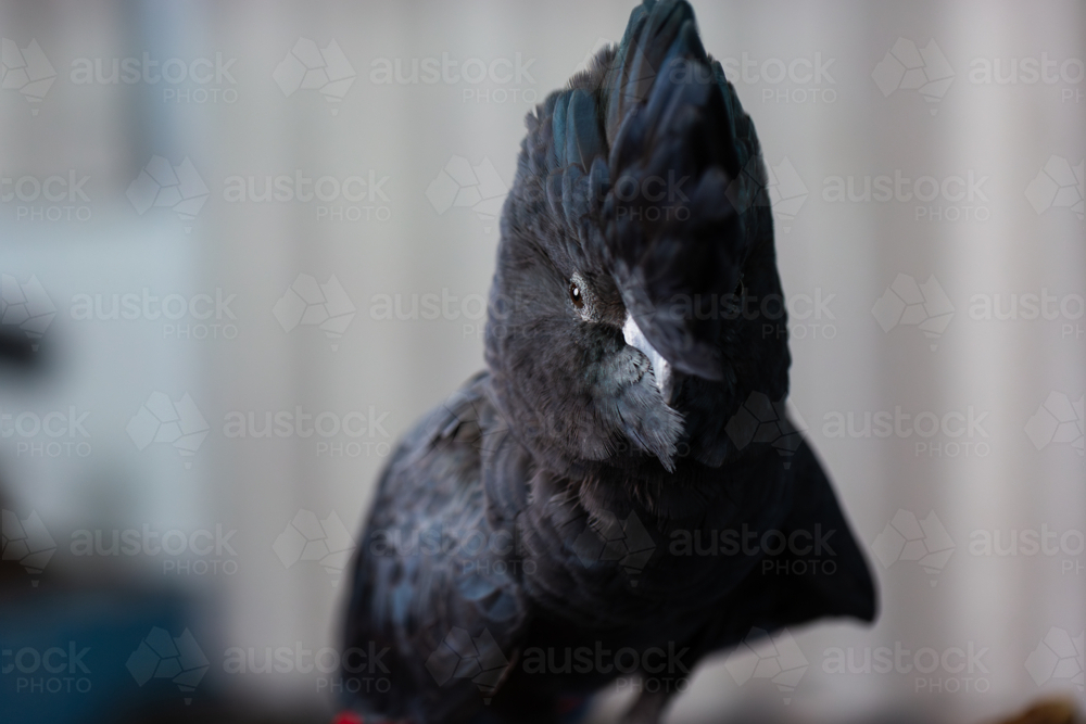 Male red tailed black cockatoo bird inside home - Australian Stock Image