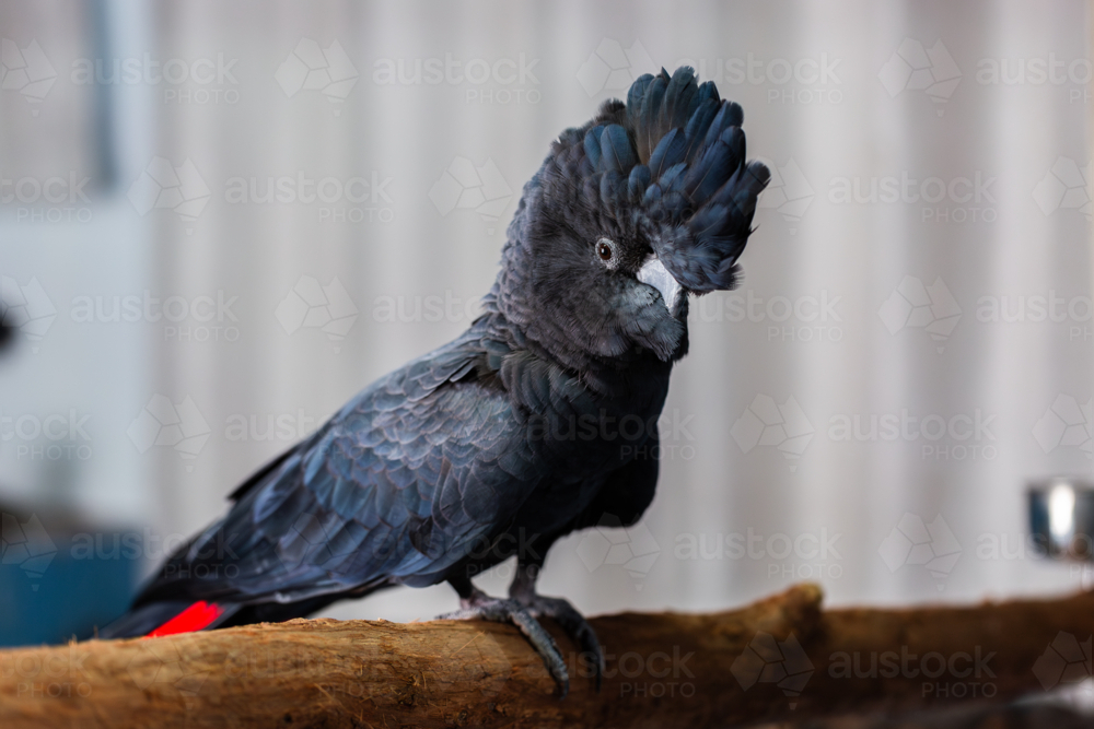 Male red tailed black cockatoo bird perched on branch inside home - Australian Stock Image