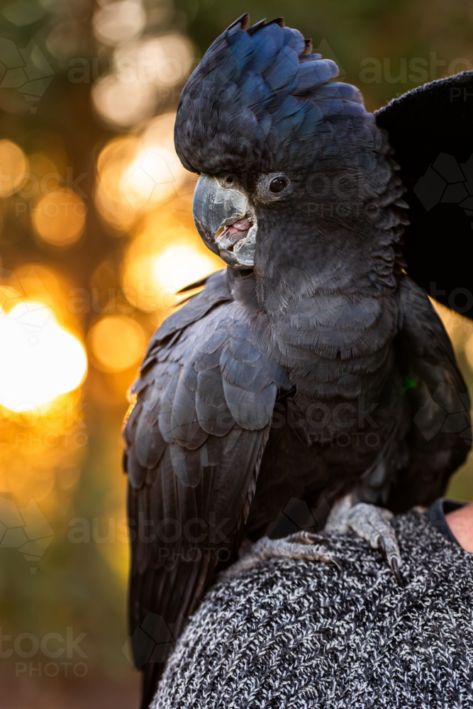 Male red-tailed black cockatoo bird perched on shoulder - Australian Stock Image