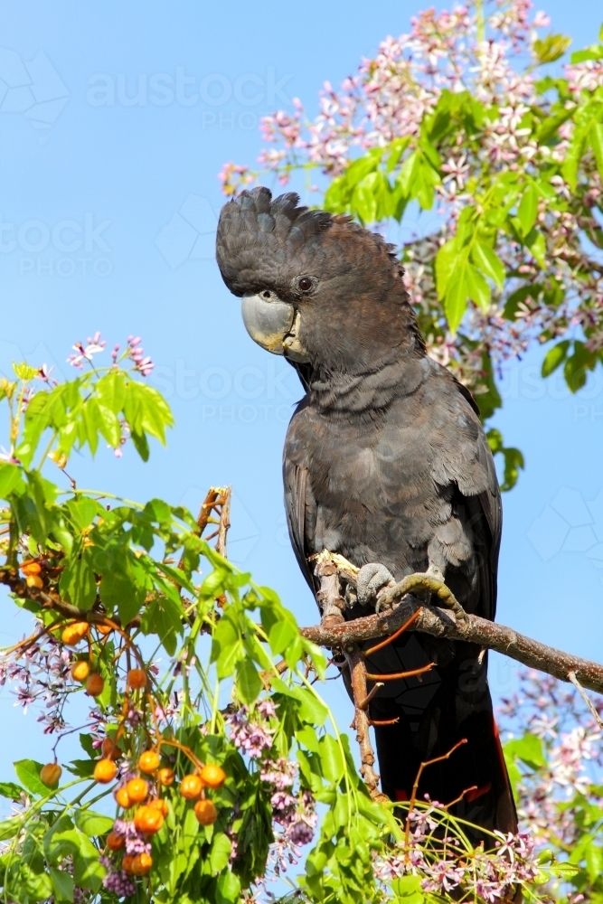 Male Red-tailed Black-Cockatoo feeding on a chinaberry tree. - Australian Stock Image