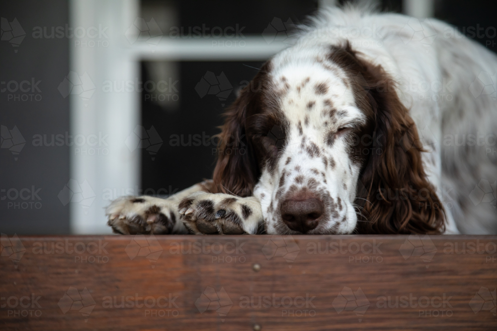 Male Springer Spaniel dog relaxing on back porch - Australian Stock Image