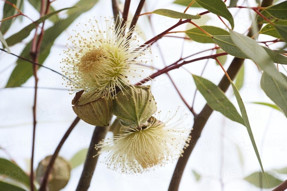 Mallee eucalypt gumnut fruit and leaves against sky - Australian Stock Image