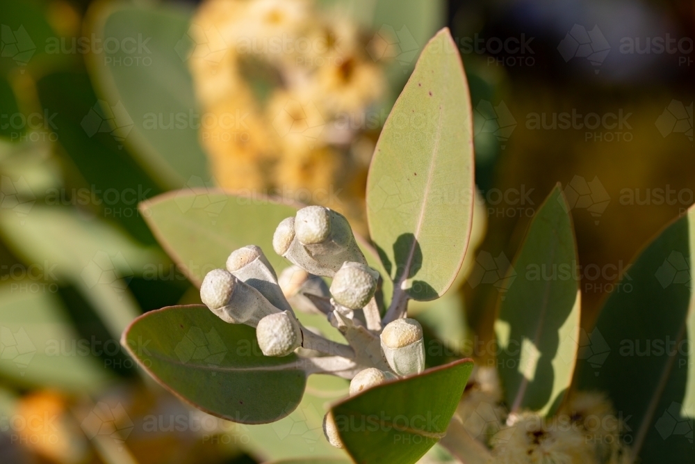 Mallee flowers, leaves, and seedpods - Australian Stock Image