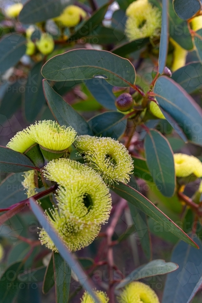 Mallee shrub with yellow flowers - Australian Stock Image