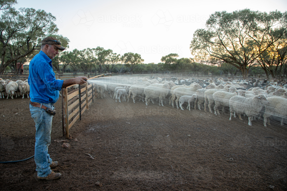 Man and merino sheep in sheep yards, watering down dust - Australian Stock Image