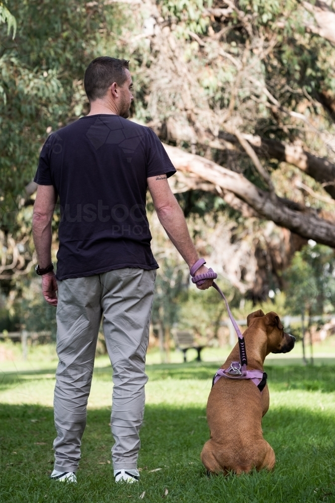 Man and Sitting Large Crossbreed Dog looking into Distance facing away from Camera - Australian Stock Image