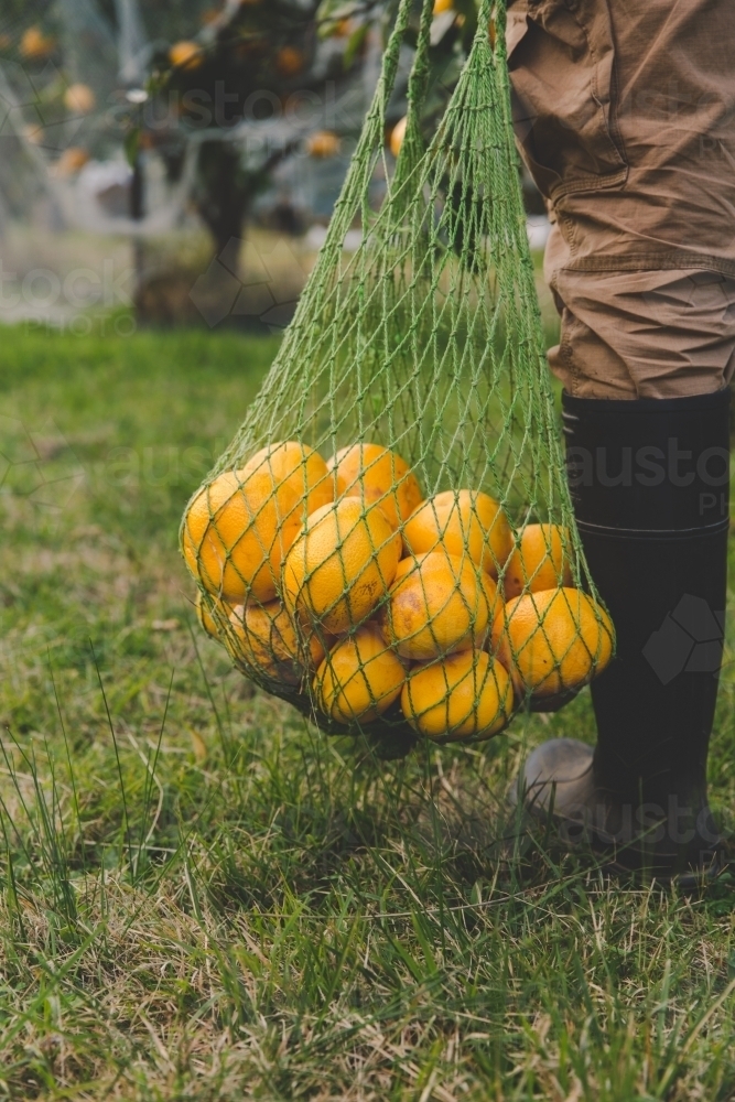 Man carries bag of fresh fruit harvested from tree on citrus farm - Australian Stock Image