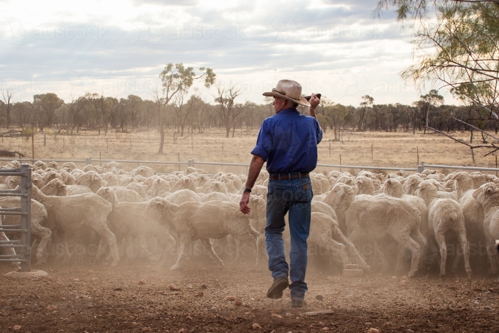 Man chasing sheep - Australian Stock Image