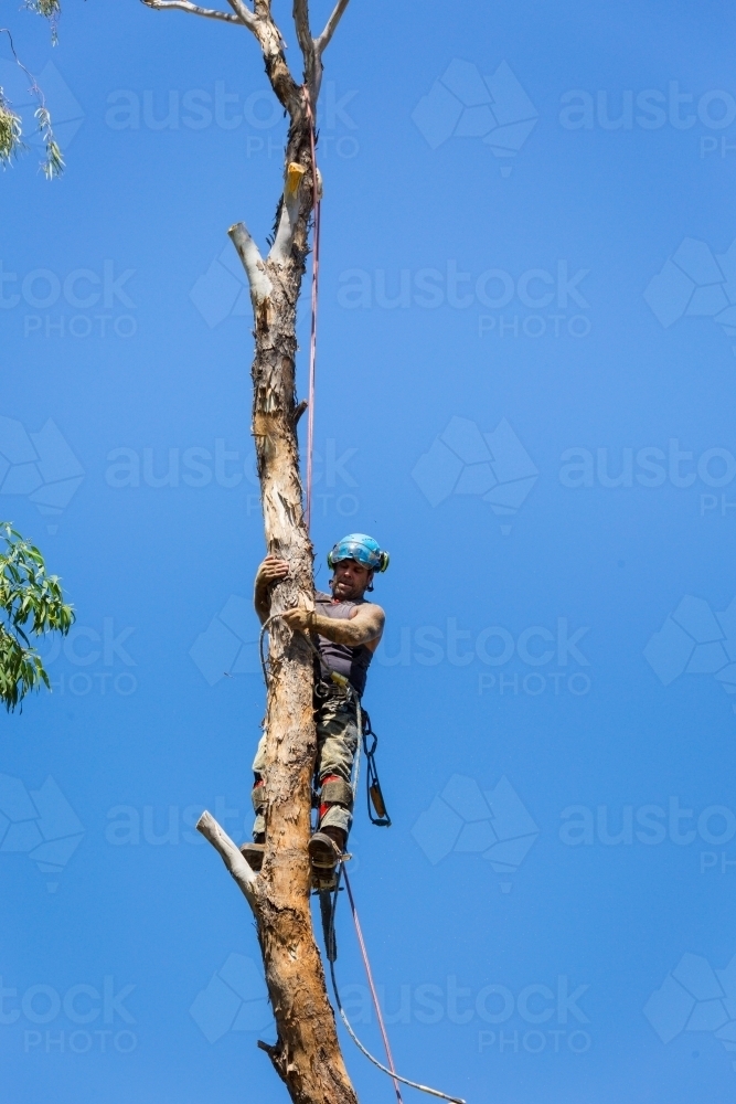 Man climbing tree with no branches - Australian Stock Image