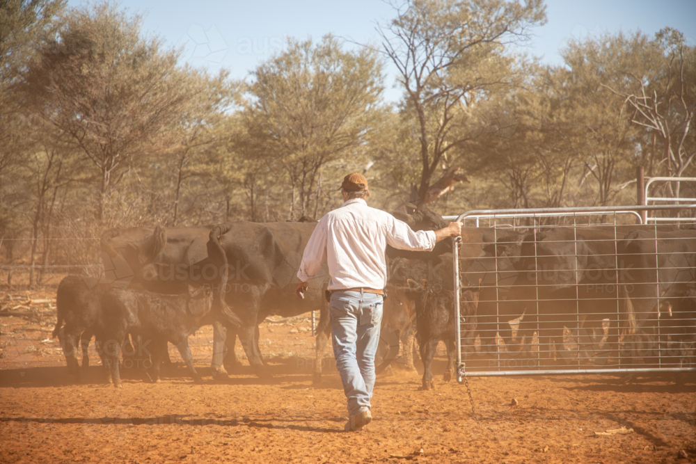 Man closing the gate as cattle go into a yard - Australian Stock Image