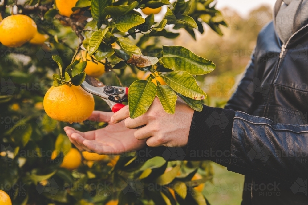 Man cuts off orange citrus with secateurs from fruit tree on rural farm in morning - Australian Stock Image