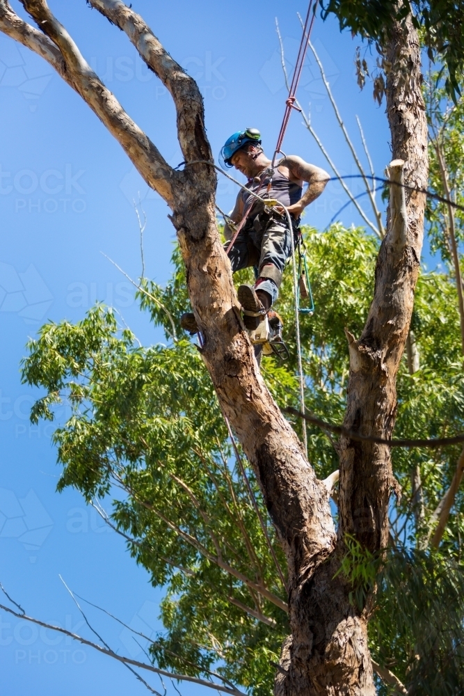 Man cutting limbs from a tree - Australian Stock Image