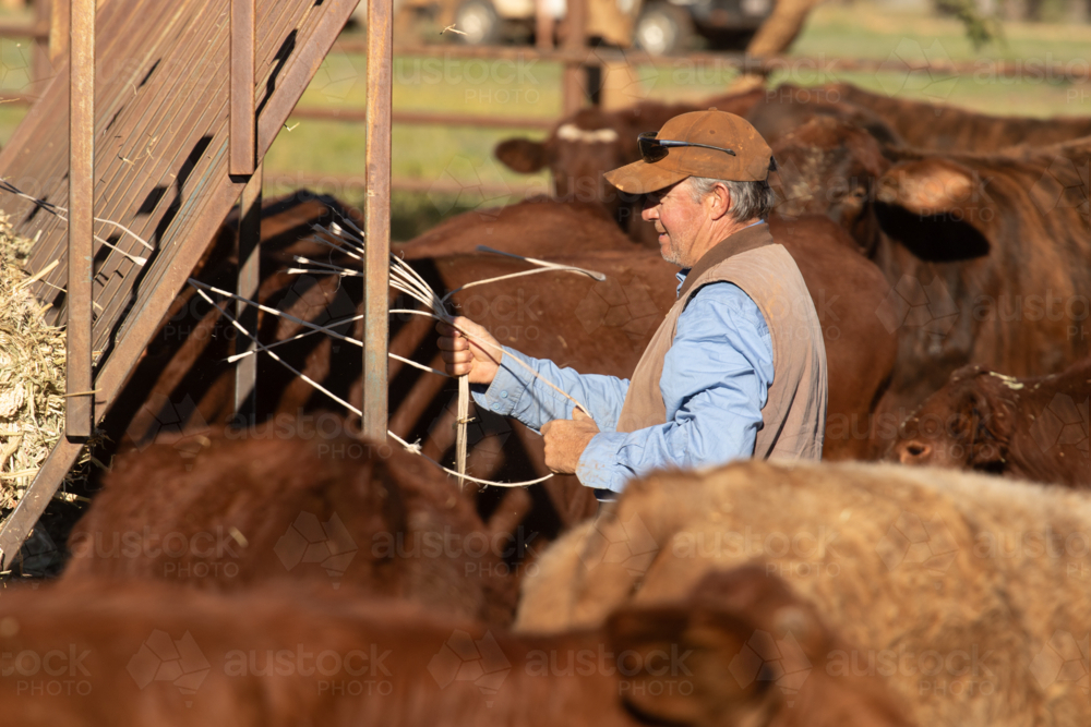 Man feeding cattle hay - Australian Stock Image