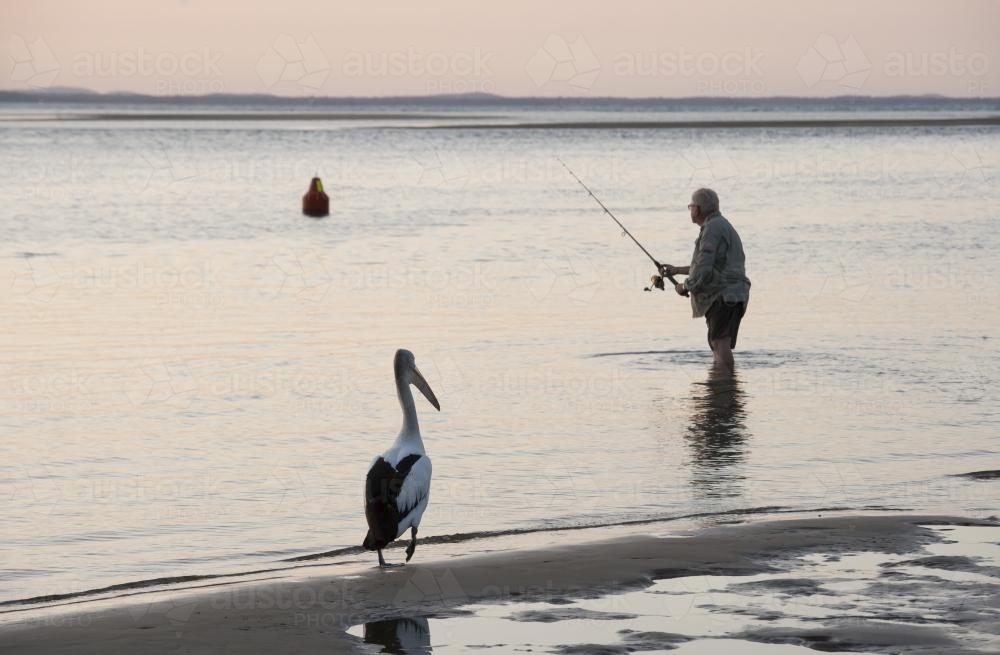 Man fishing with pelican in foreground - Australian Stock Image