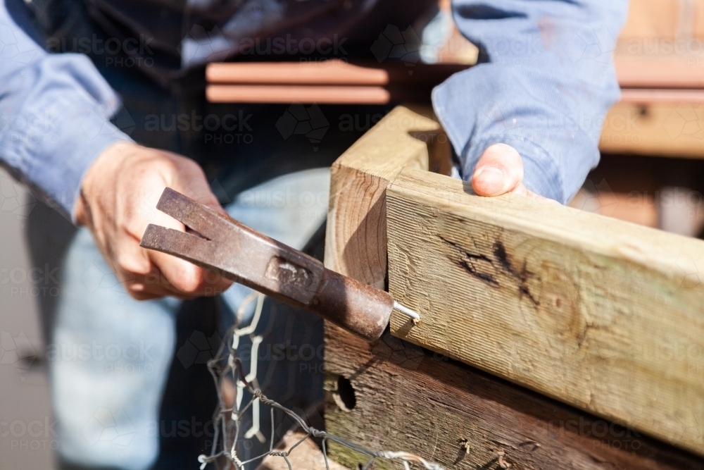 Man hammering nail into wood - Australian Stock Image