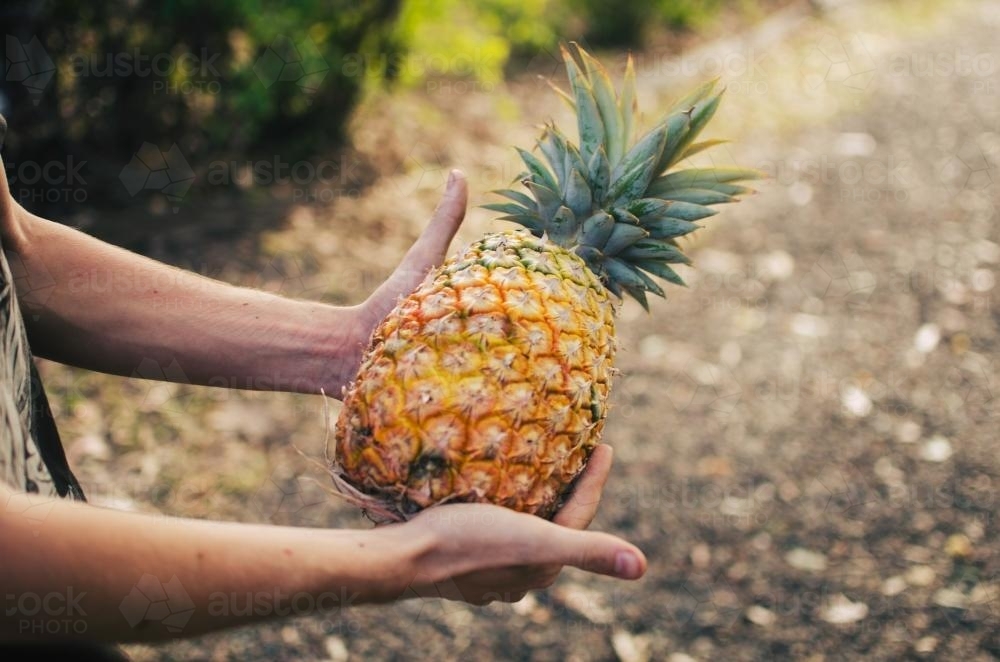 Man holding a pineapple in hands - Australian Stock Image