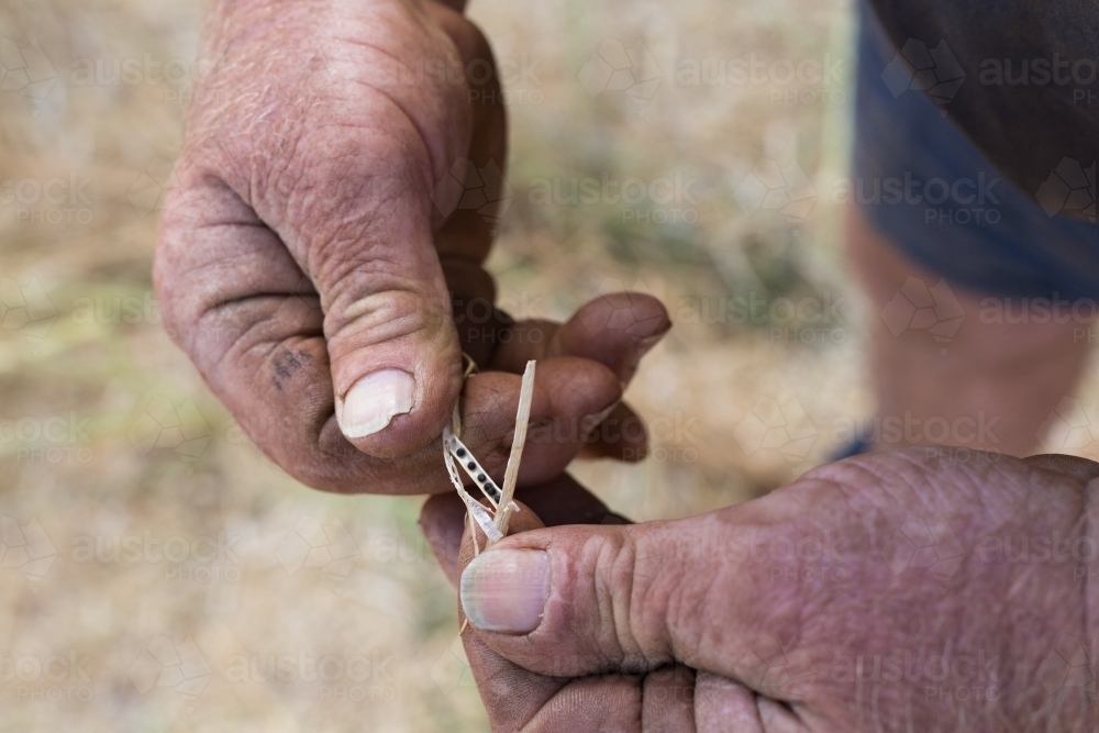 man holding a pod of canola seeds - Australian Stock Image