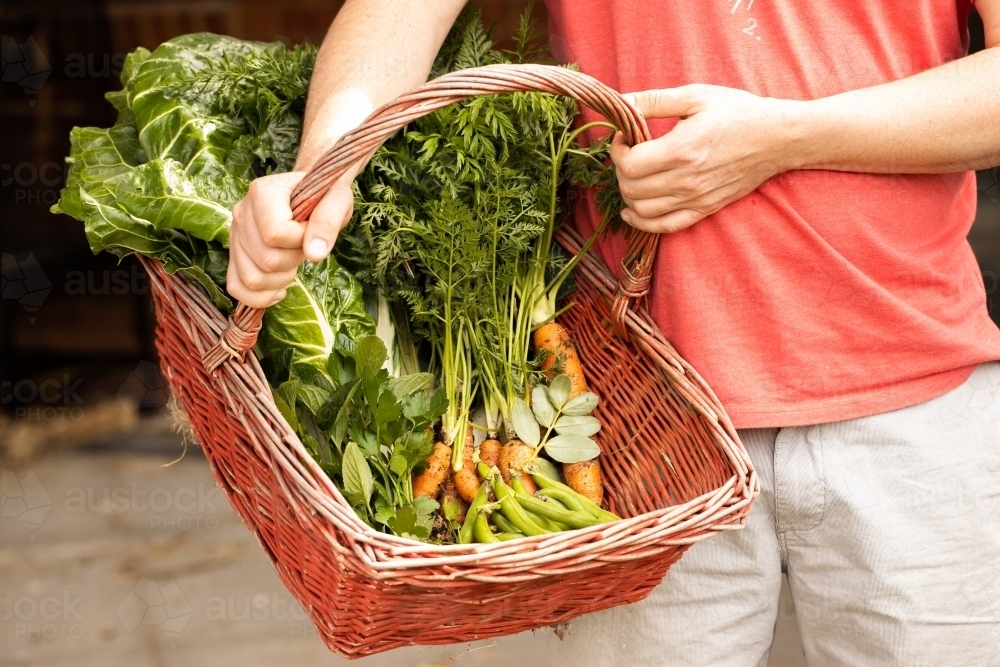 Man holding a red basket with fresh picked vegetables in it - Australian Stock Image