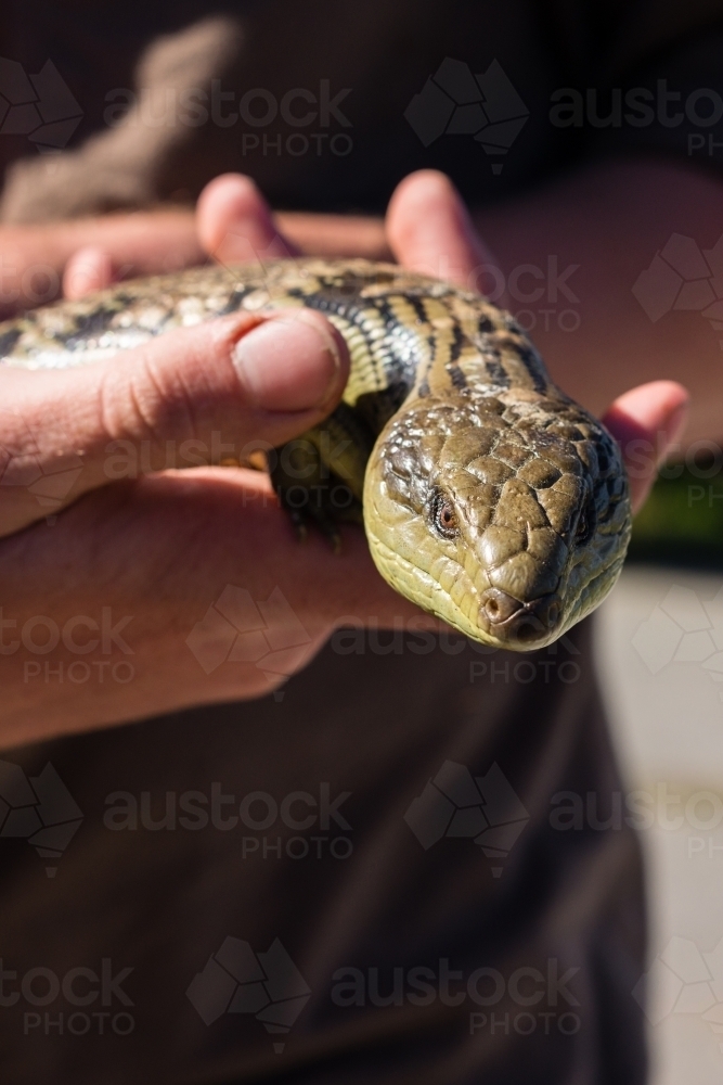 Man holding a wild blue tongue lizard (skink) - Australian Stock Image